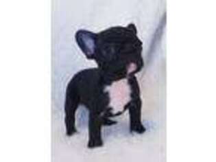 French Bulldog Puppy for sale in Sterling Heights, MI, USA