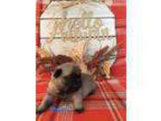 Pug Puppy for sale in Cleveland, TX, USA