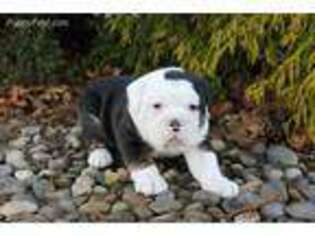 Olde English Bulldogge Puppy for sale in Chambersburg, PA, USA