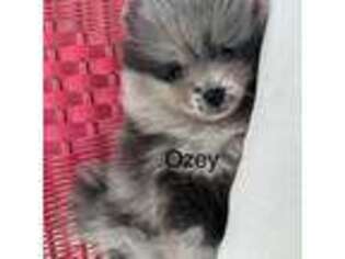 Pomeranian Puppy for sale in Austin, TX, USA