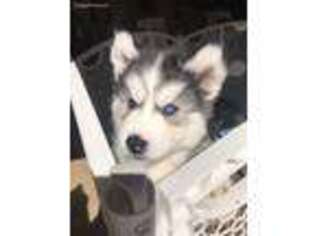 Siberian Husky Puppy for sale in Macedonia, OH, USA