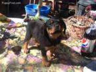 Rottweiler Puppy for sale in Perryville, MO, USA