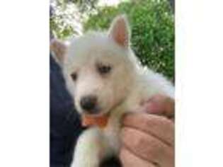 Siberian Husky Puppy for sale in Woburn, MA, USA