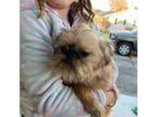 Brussels Griffon Puppy for sale in Decatur, MI, USA