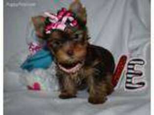 Yorkshire Terrier Puppy for sale in Fairfax, MO, USA