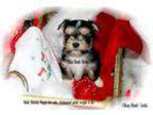 Mutt Puppy for sale in BARBOURSVILLE, WV, USA
