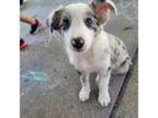 Border Collie Puppy for sale in Warren, MI, USA