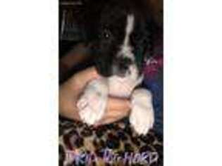 Boxer Puppy for sale in Buford, GA, USA