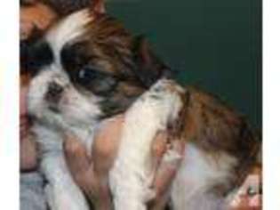 Mutt Puppy for sale in OIL CITY, PA, USA