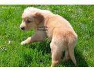 Golden Retriever Puppy for sale in Millersburg, IN, USA