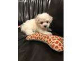 Bichon Frise Puppy for sale in Fort Madison, IA, USA