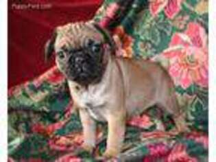 Pug Puppy for sale in Lyons, NY, USA
