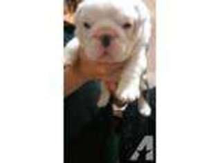 Bulldog Puppy for sale in LYNBROOK, NY, USA