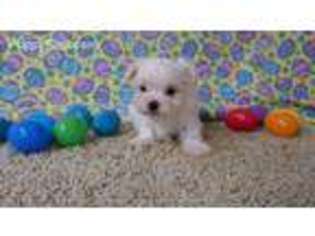 Maltese Puppy for sale in Tama, IA, USA