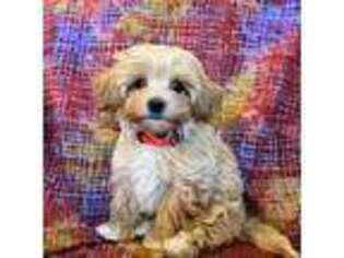 Mutt Puppy for sale in Crown Point, IN, USA