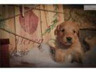 Golden Retriever Puppy for sale in Canton, OH, USA