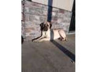 Mastiff Puppy for sale in Sugarcreek, OH, USA