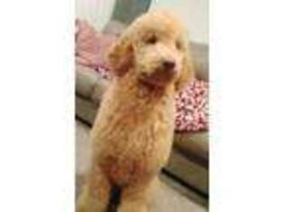 Goldendoodle Puppy for sale in Soldotna, AK, USA