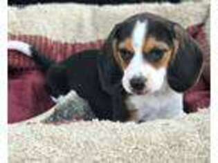 Beagle Puppy for sale in Moses Lake, WA, USA