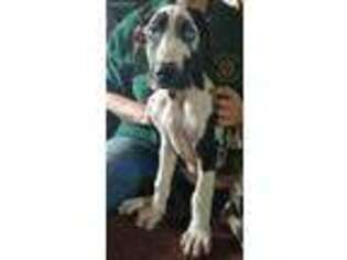 Great Dane Puppy for sale in Hamilton, MS, USA