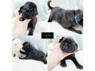 Pug Puppy for sale in Eaton, OH, USA