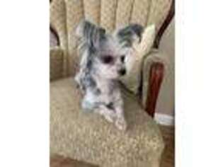 Chihuahua Puppy for sale in West Warwick, RI, USA
