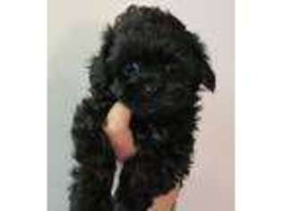 Shih-Poo Puppy for sale in Maple Valley, WA, USA