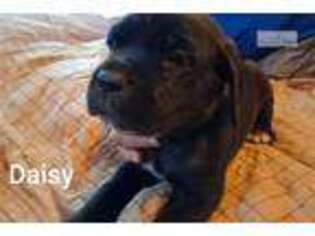 Medium Photo #1 Mutt Puppy For Sale in Duluth, MN, USA