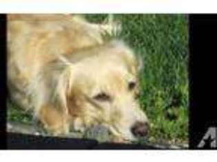 Neapolitan Mastiff Puppy for sale in FARGO, ND, USA