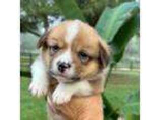 Pembroke Welsh Corgi Puppy for sale in Ocala, FL, USA