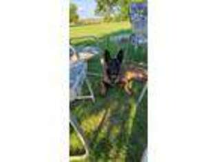 Belgian Malinois Puppy for sale in Cromwell, IN, USA