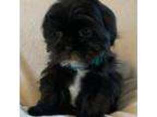 Mutt Puppy for sale in Goshen, NY, USA