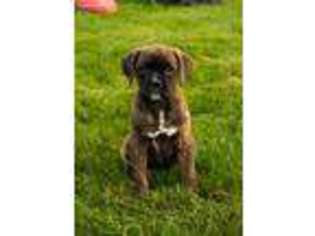 Boxer Puppy for sale in Walhonding, OH, USA