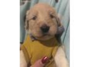 Goldendoodle Puppy for sale in Taunton, MA, USA