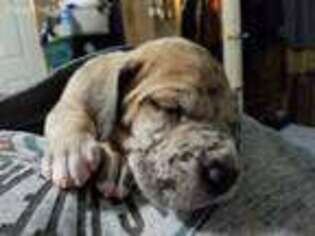 Great Dane Puppy for sale in Lake City, MI, USA
