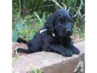 Goldendoodle Puppy for sale in ALPINE, CA, USA