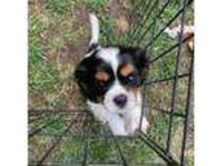 Cavalier King Charles Spaniel Puppy for sale in Grand Rapids, MI, USA