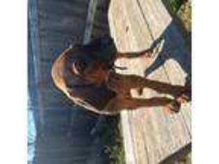 Rhodesian Ridgeback Puppy for sale in New Braunfels, TX, USA
