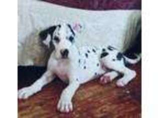 Great Dane Puppy for sale in Mount Washington, KY, USA