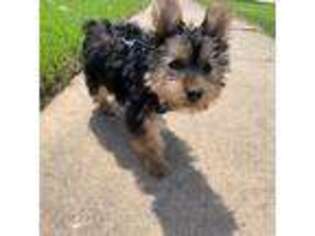 Yorkshire Terrier Puppy for sale in Country Club Hills, IL, USA