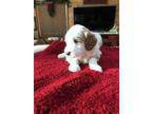 Goldendoodle Puppy for sale in Huntertown, IN, USA