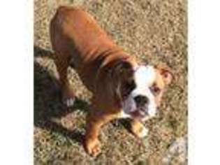 Bulldog Puppy for sale in BELTON, TX, USA