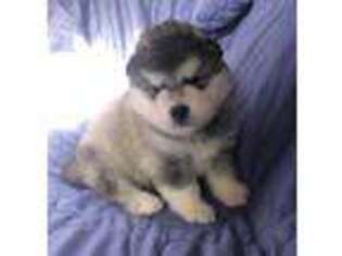 Alaskan Malamute Puppy for sale in Shelbyville, TN, USA