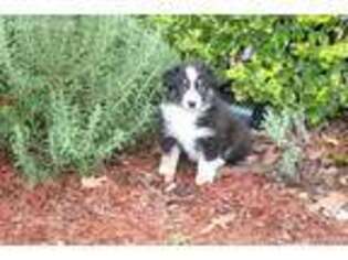 Australian Shepherd Puppy for sale in Ramseur, NC, USA