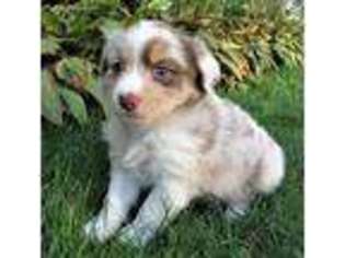 Anatolian Shepherd Puppy for sale in Blomkest, MN, USA