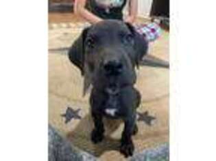 Great Dane Puppy for sale in Anthony, NM, USA