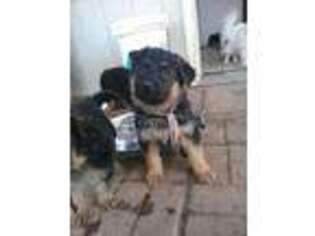 German Shepherd Dog Puppy for sale in Colville, WA, USA