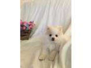 Pomeranian Puppy for sale in Piedmont, SC, USA