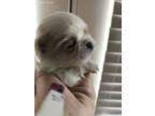 Mutt Puppy for sale in San Luis Obispo, CA, USA