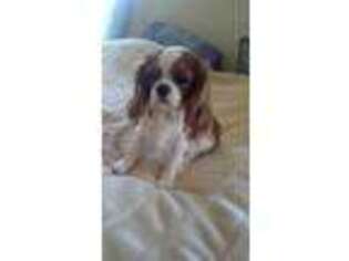 Cavalier King Charles Spaniel Puppy for sale in Corrales, NM, USA